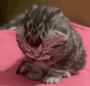 310273eepykitten emote