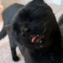 catokiss emote
