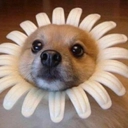 SR_doghullo Emote
