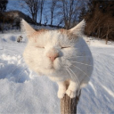 ecf55d011f0a4ecf2fc4298a38e55680 Emote
