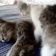 CatCuddle emote