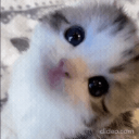 genericdefaultkitten1 emote