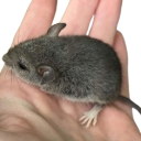 bean_DNS emote
