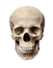 skull Emote