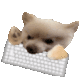 679076dogkeyboard emote