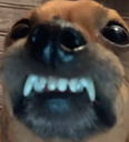 Dog emote