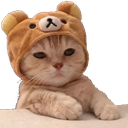 cat_bear Emote