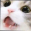 WHcatnaniiiii emote