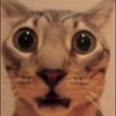 catstare emote