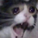 cryingcat emote