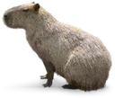 5313capybara emote