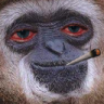 smonkey emote