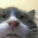 cutecatstare emote