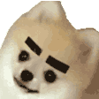 chihuahua Emote