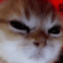 angrycat Emote