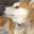 whatsup emote