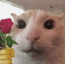 catholdingrose emote
