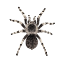010_spider emote
