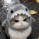 651072angysharkkitty emote