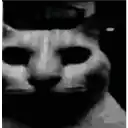 catshock emote