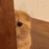 Cat Emote