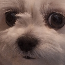 f_okay emote