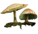 Mushrooms Emote