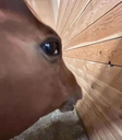 Horse emote