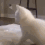 z_0 emote
