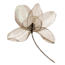 006_flower2 Emote