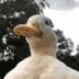 flower_duck Emote