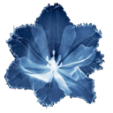 flower emote