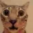 catstare emote