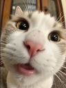 gdhvd emote