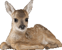 0_deer emote