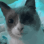 gulp Emote
