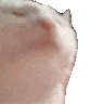 catJAMFASTER emote