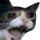 4318137catscream Emote