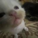 emoji_101 Emote