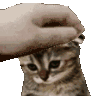 CatoSadPat emote