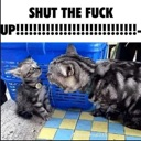 STFU emote