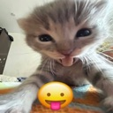 suzume_sillycat emote