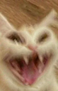 cat_ahhaha Emote