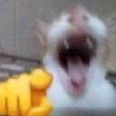 cat_point_and_laugh emote