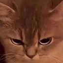 dcat_veryangry emote