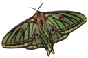 Screenshot_20250821_at_2 emote