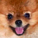 0_TeddySmile emote
