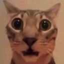 kot_5 Emote