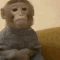 waiting_monkey Emote