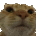 catno Emote